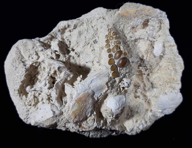 Phacodus punctatus (DIXON 1850) - Bild © FossNet FossilienStore